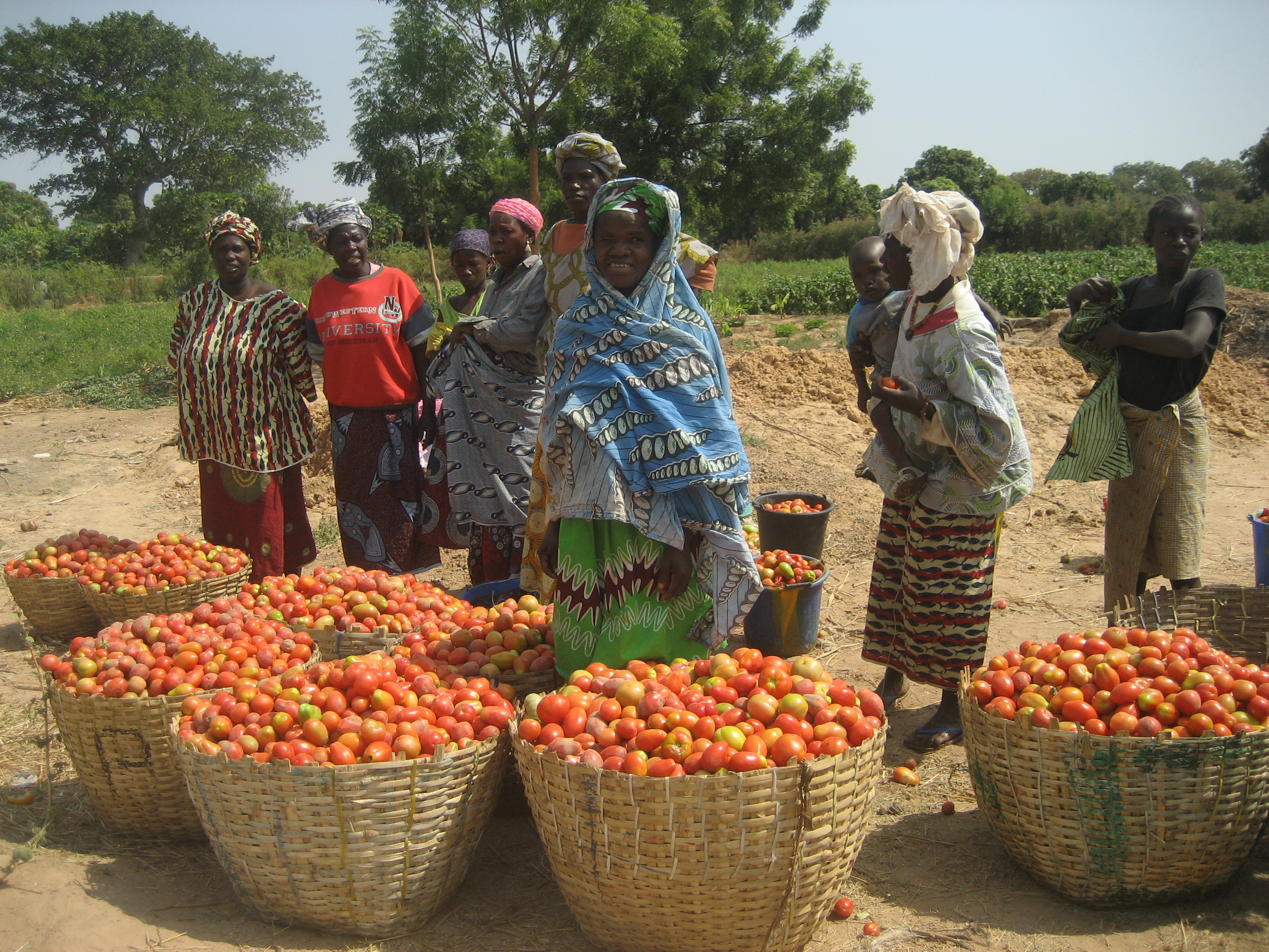 tomato open house mali